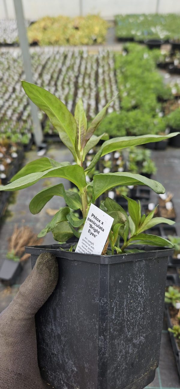 Phlox x paniculata 'Bright Eyes' Phlox x paniculata 'Bright Eyes'