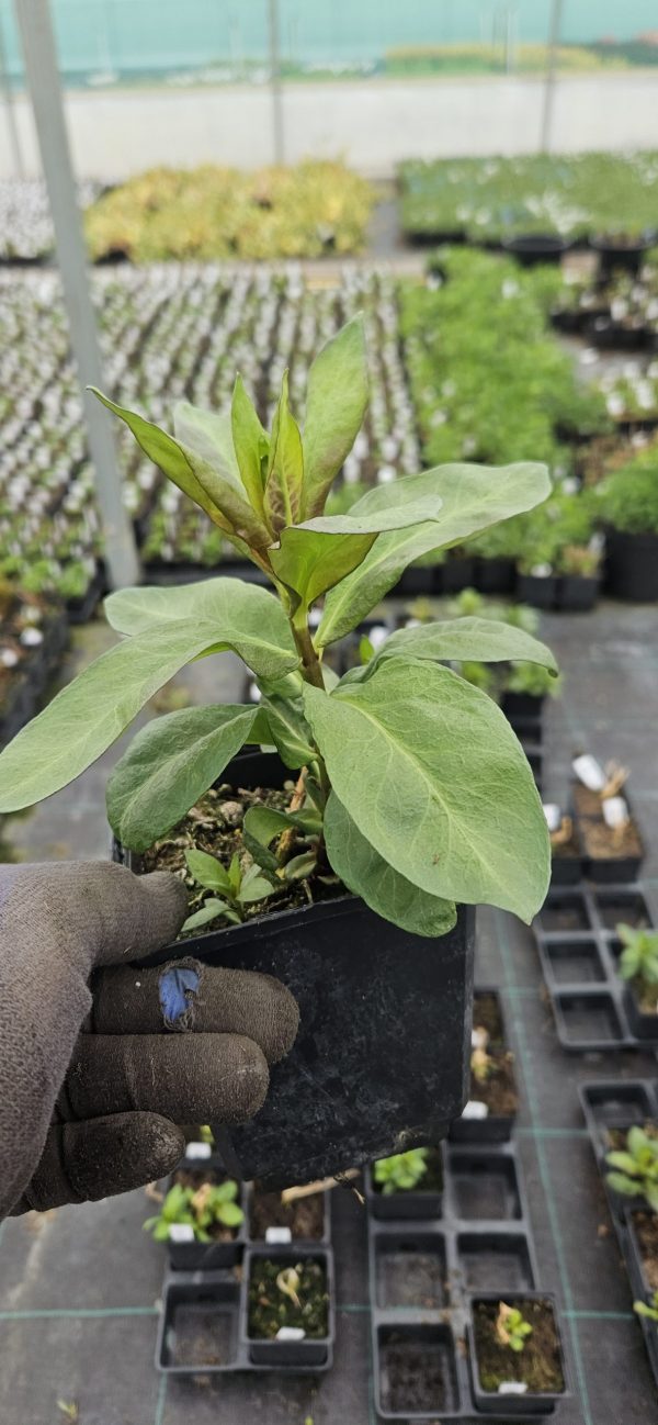 Phlox x paniculata 'Bright Eyes'2 Phlox x paniculata 'Bright Eyes'