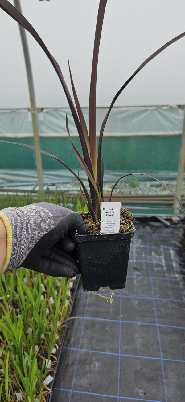Phormium tenax 'All Black'