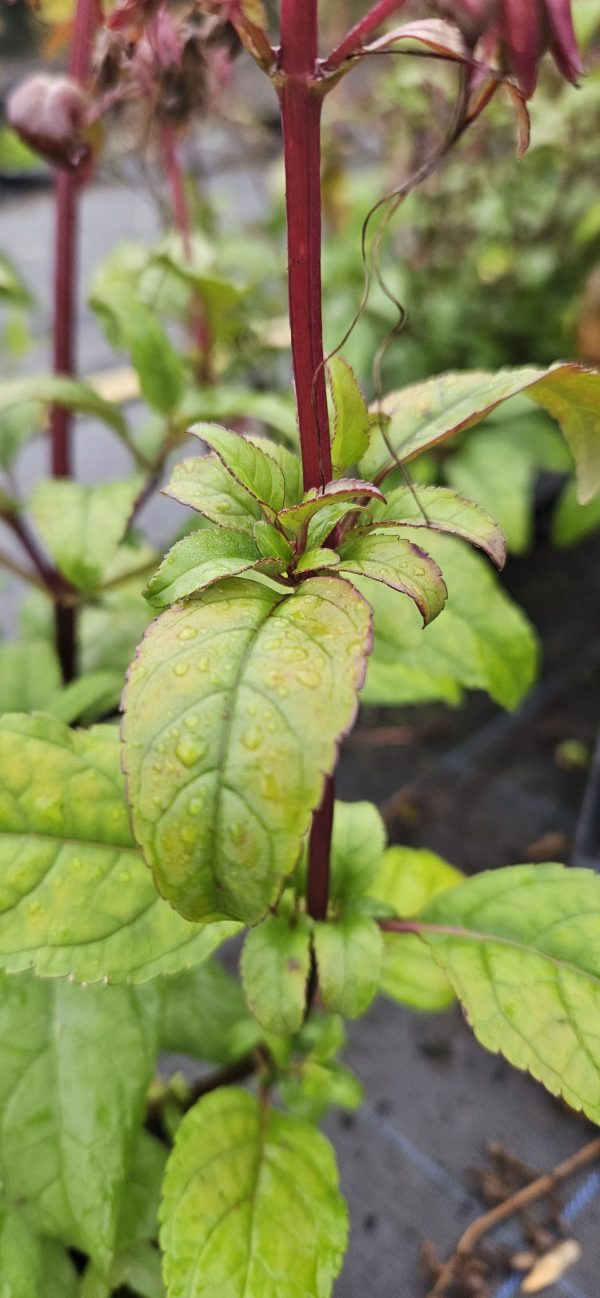 Phygelius Colorburst 'Deep Red'