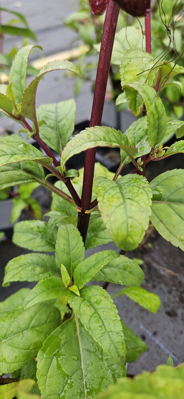 Phygelius Colorburst 'Deep Red'