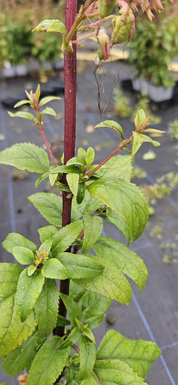 Phygelius Colorburst 'Orange'