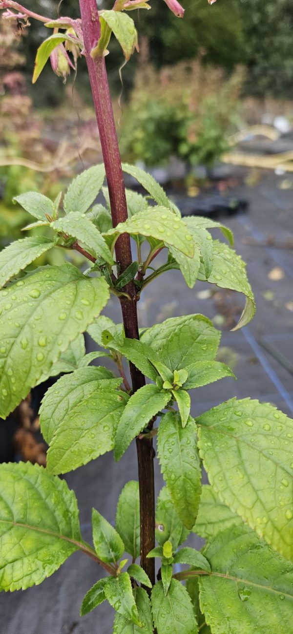 Phygelius Colorburst 'Orange'