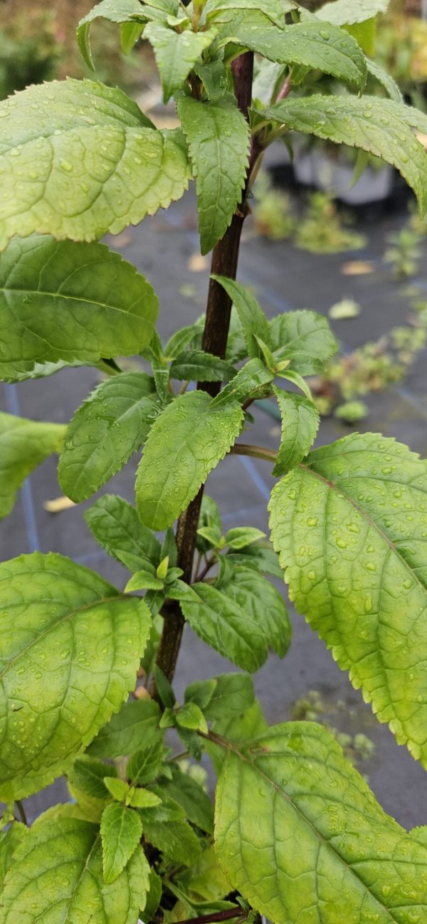 Phygelius Colorburst 'Orange'