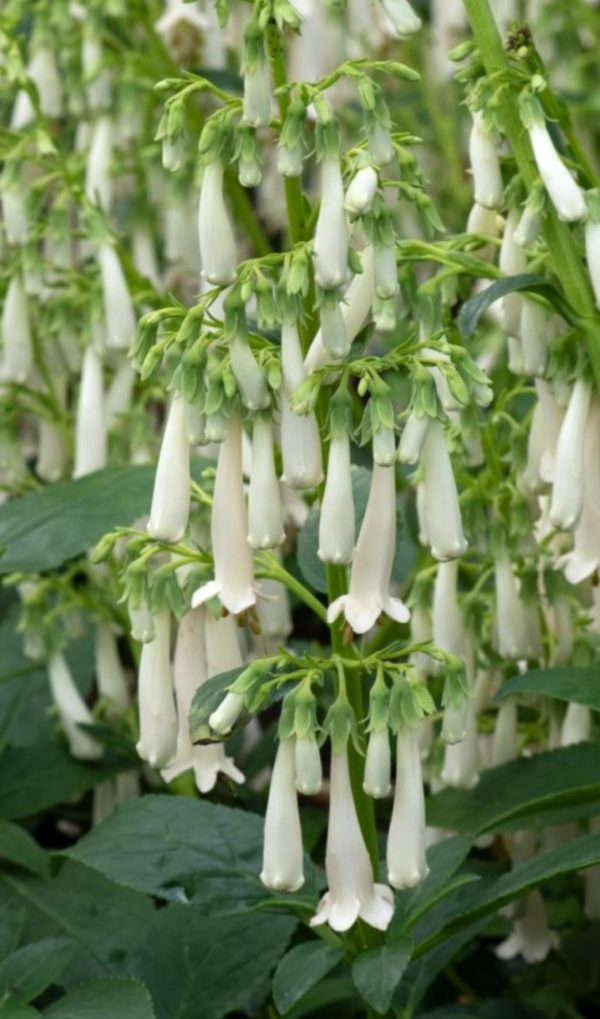 Phygelius Colorburst 'White' Phygelius Colorburst 'White'