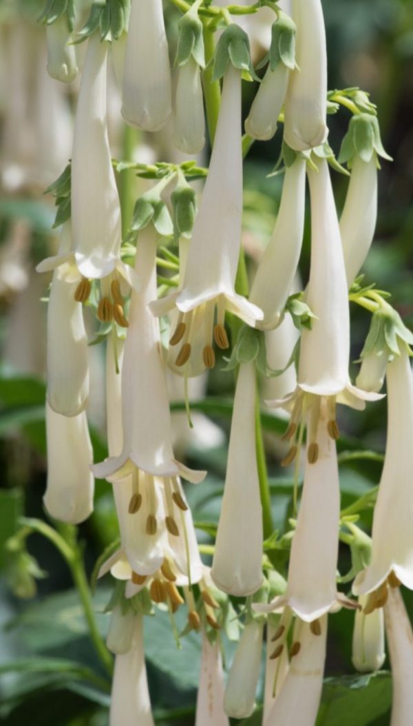 Phygelius Colorburst 'White'2 Phygelius Colorburst 'White'