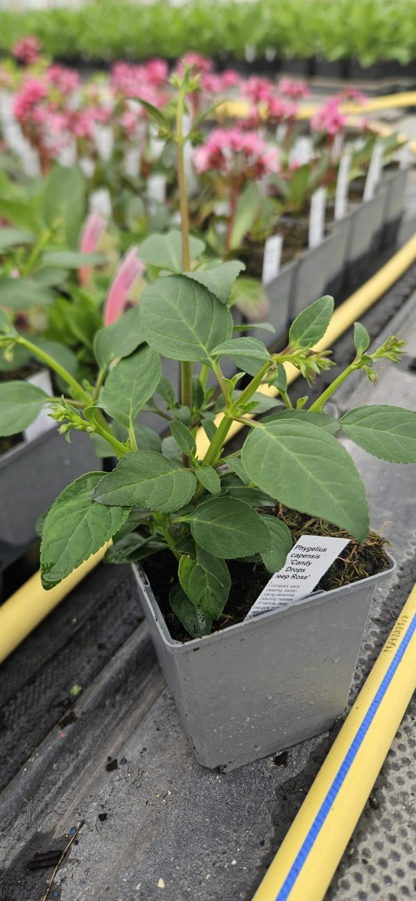Phygelius capensis 'Candy Drops Deep Rose'