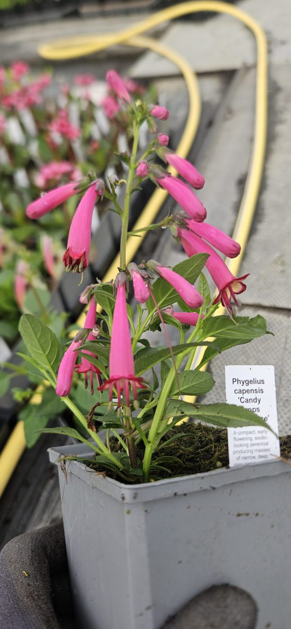 Phygelius capensis 'Candy Drops Deep Rose'