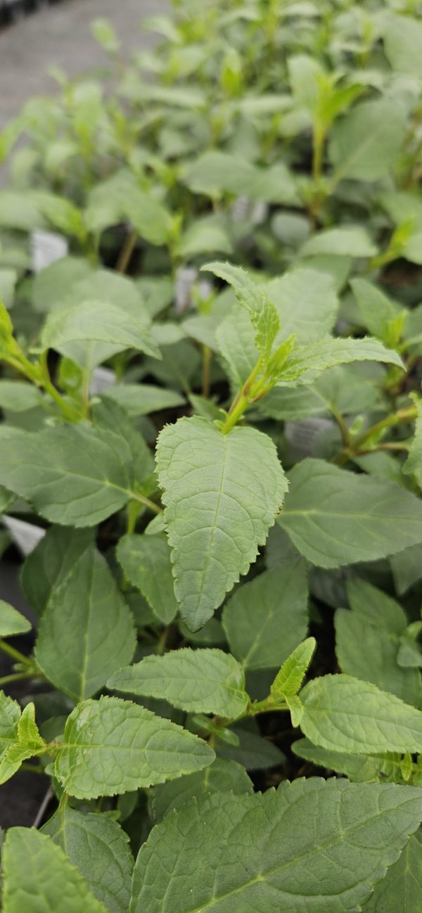 Phygelius x rectus 'Devil's Tears'