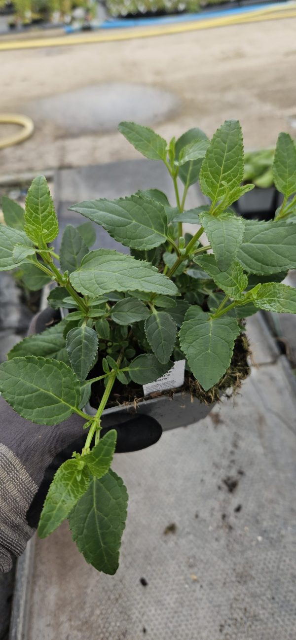 Phygelius x rectus 'Devil's Tears'