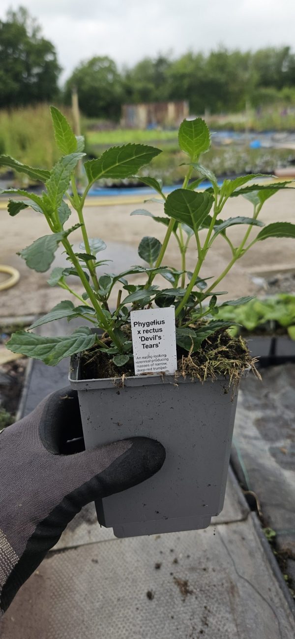 Phygelius x rectus 'Devil's Tears'