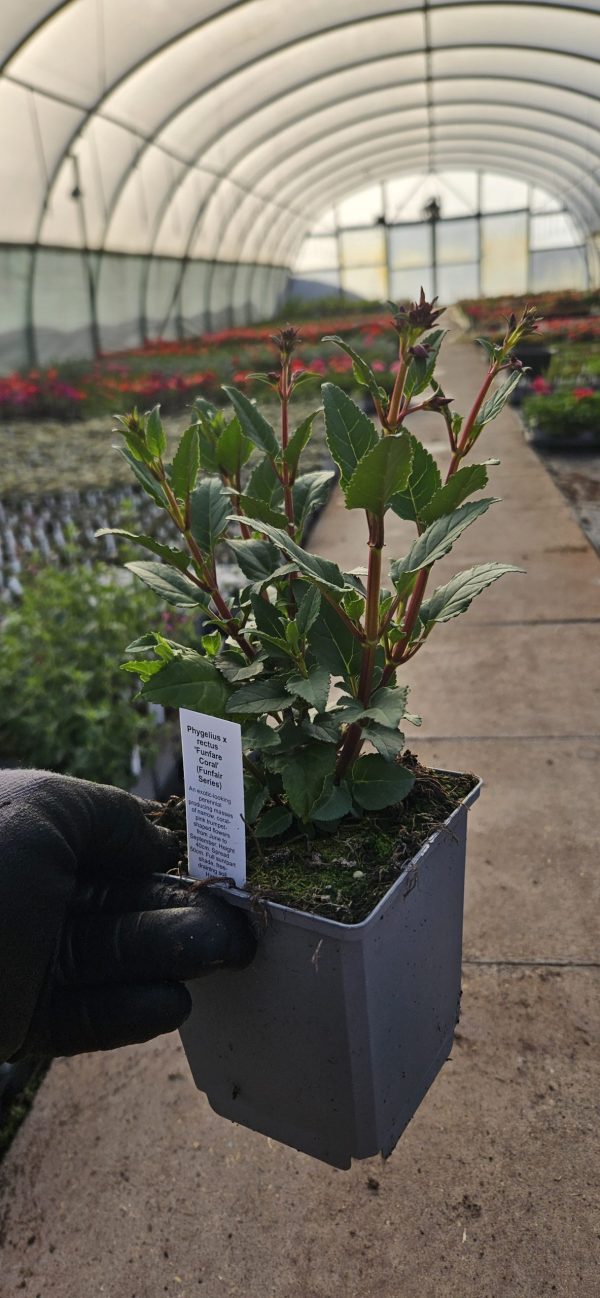 Phygelius x rectus 'Funfare Coral