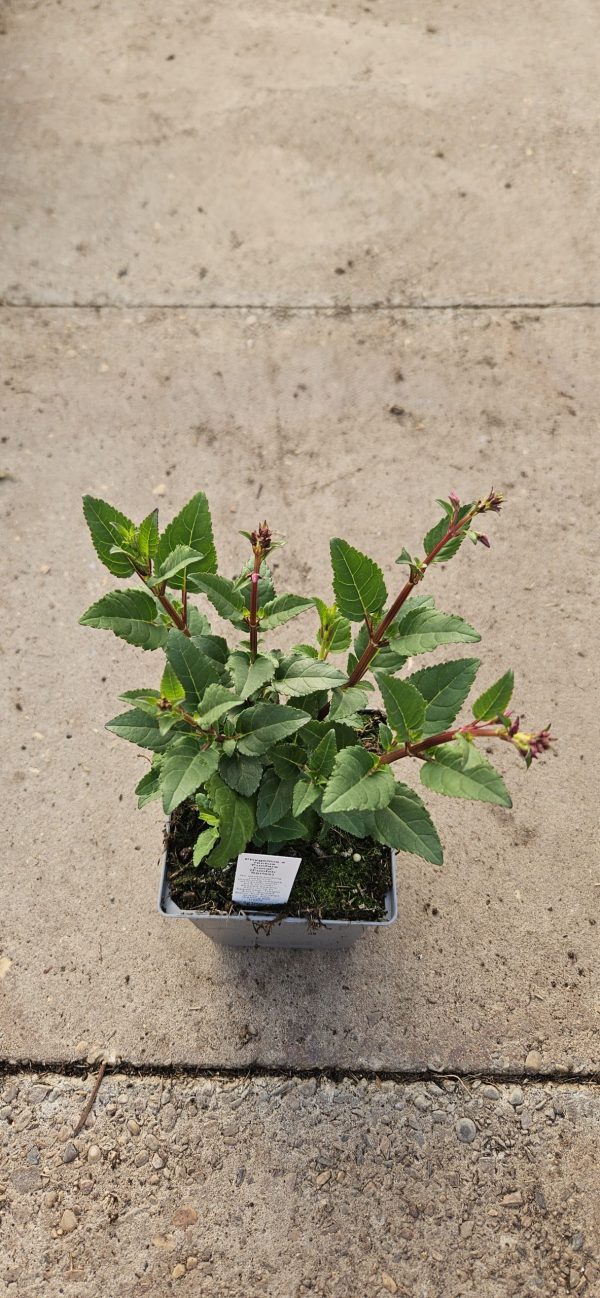 Phygelius x rectus 'Funfare Coral