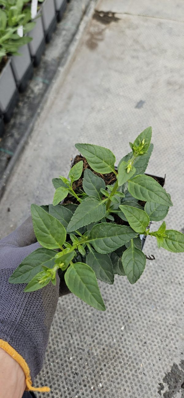 Phygelius x rectus 'Salmon Leap'