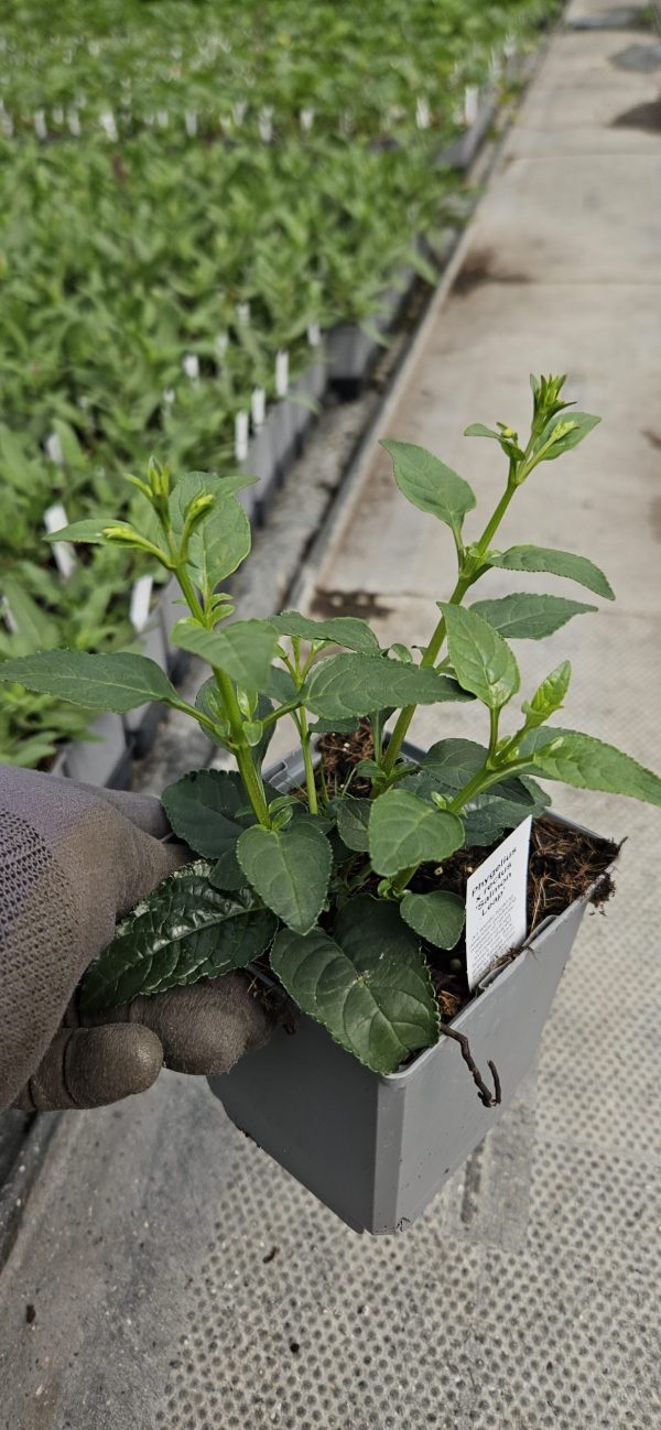 Phygelius x rectus 'Salmon Leap'