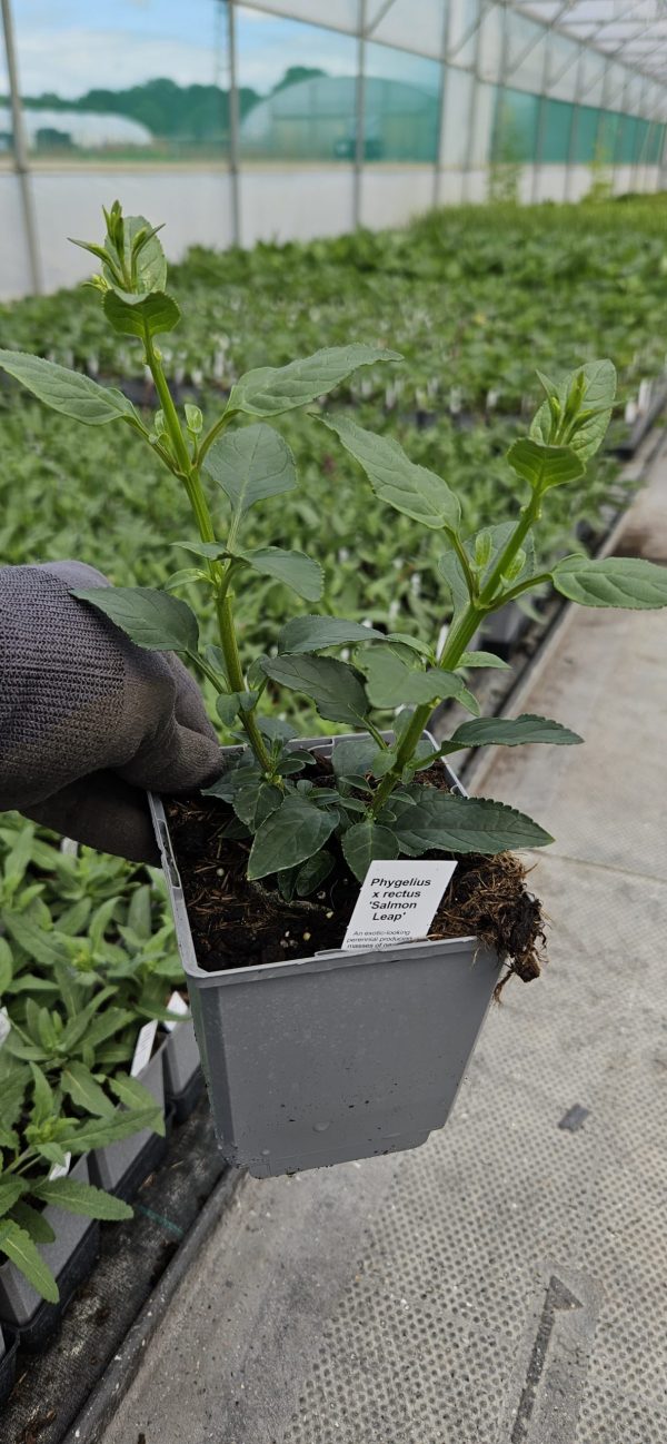 Phygelius x rectus 'Salmon Leap'