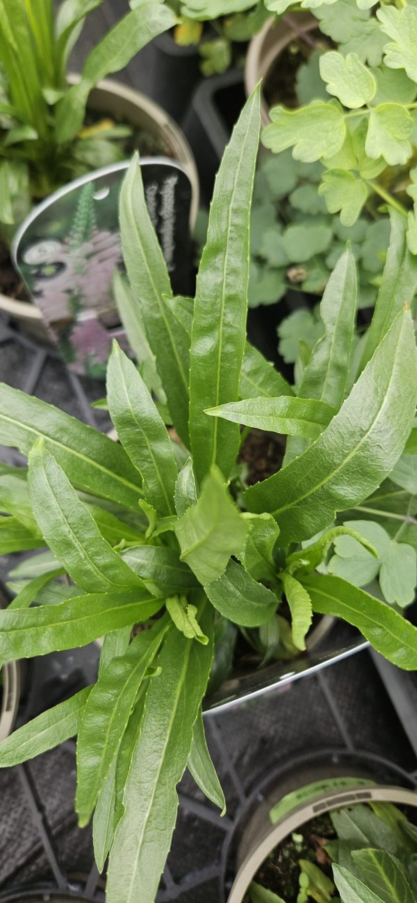 Physostegia virginiana 'Vivid' Physostegia virginiana 'Vivid'