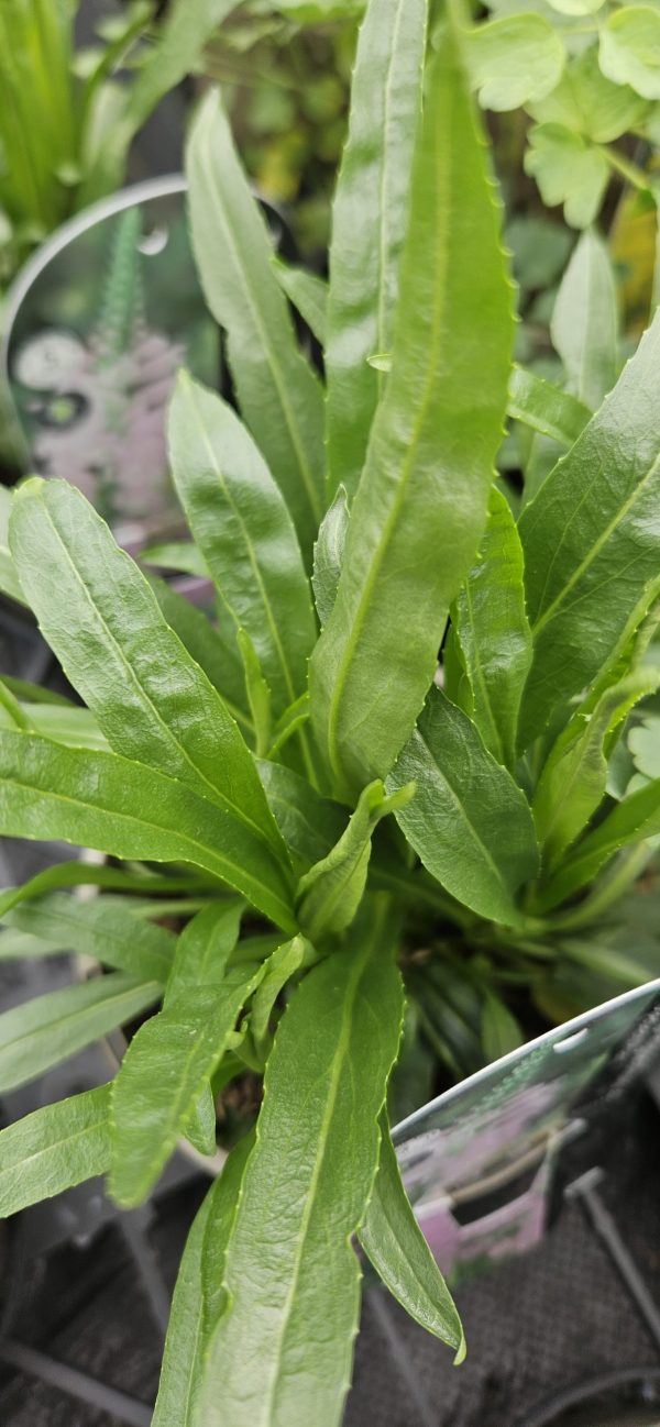 Physostegia virginiana 'Vivid'2 Physostegia virginiana 'Vivid'