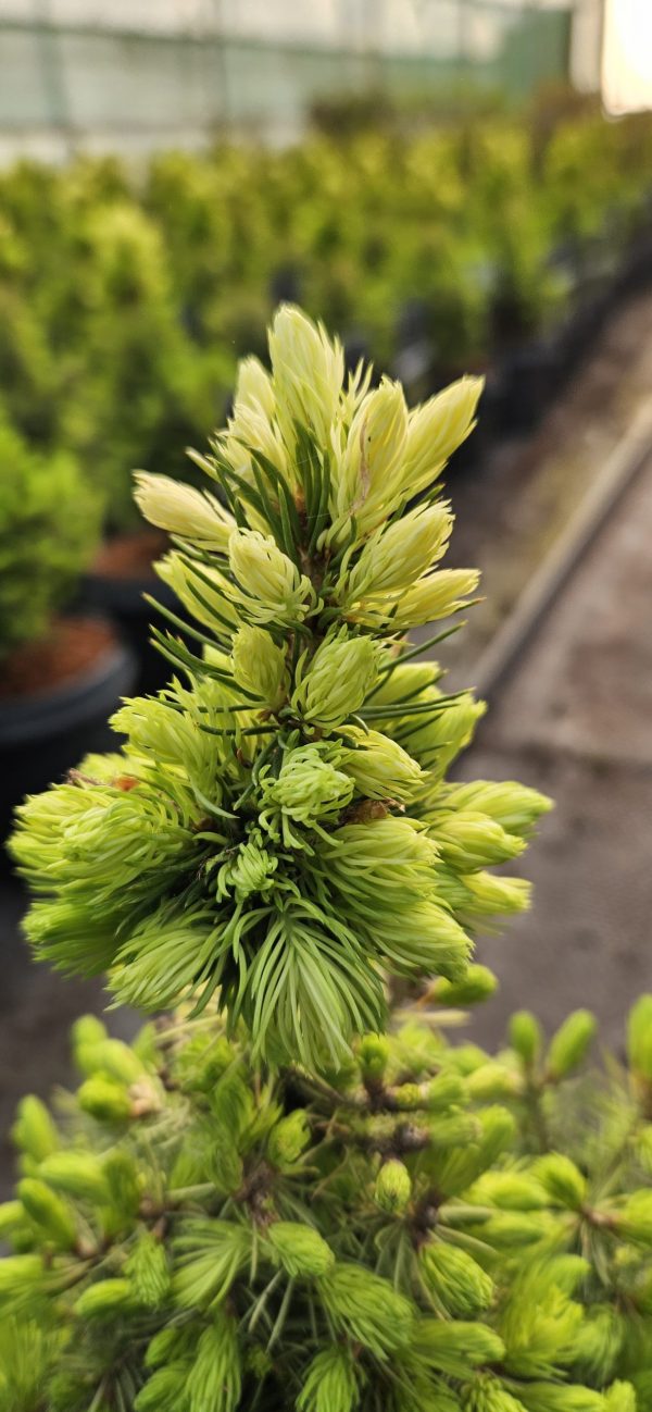 Picea glauca 'JW Daisy's White' Picea glauca 'JW Daisy's White'