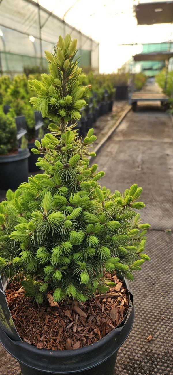 Picea glauca 'JW Daisy's White'2 Picea glauca 'JW Daisy's White'