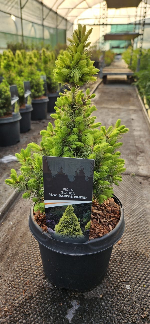 Picea glauca 'JW Daisy's White'3 Picea glauca 'JW Daisy's White'