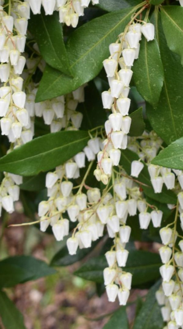 Pieris japonica 'Red Mill'