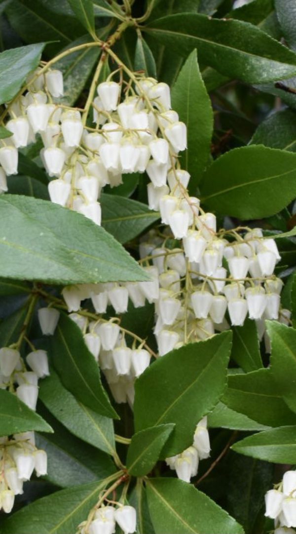 Pieris japonica 'Red Mill'