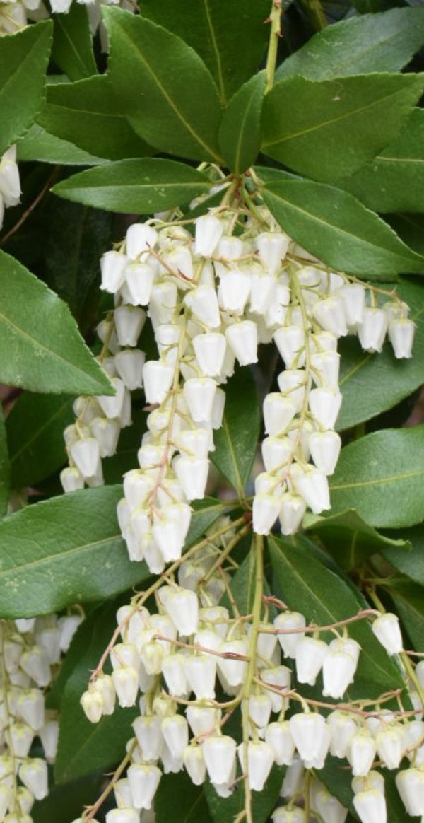 Pieris japonica 'Red Mill'
