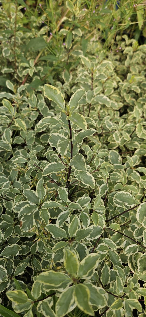 Pittosporum tenuifolium 'Silver Queen'