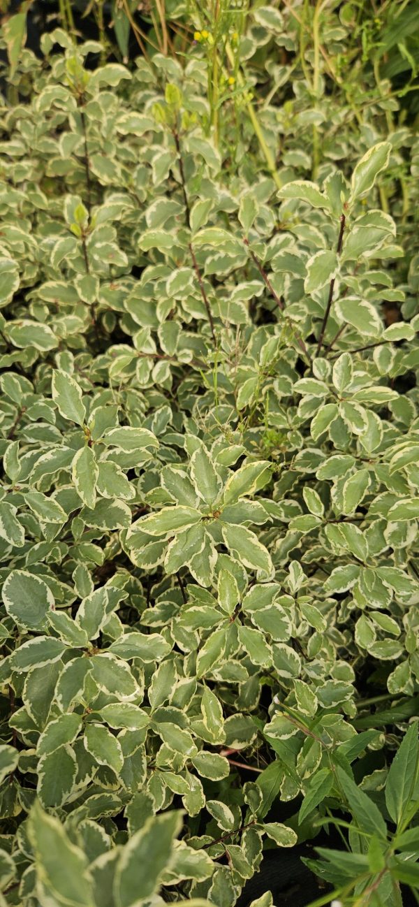 Pittosporum tenuifolium 'Silver Queen'