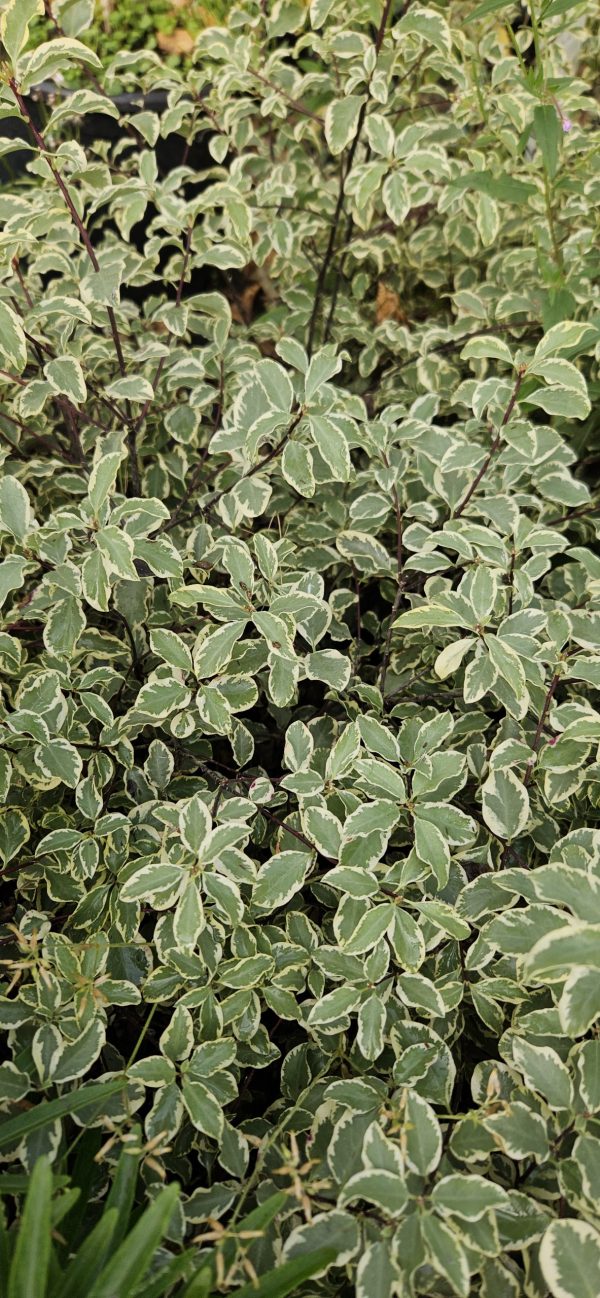 Pittosporum tenuifolium 'Silver Queen'