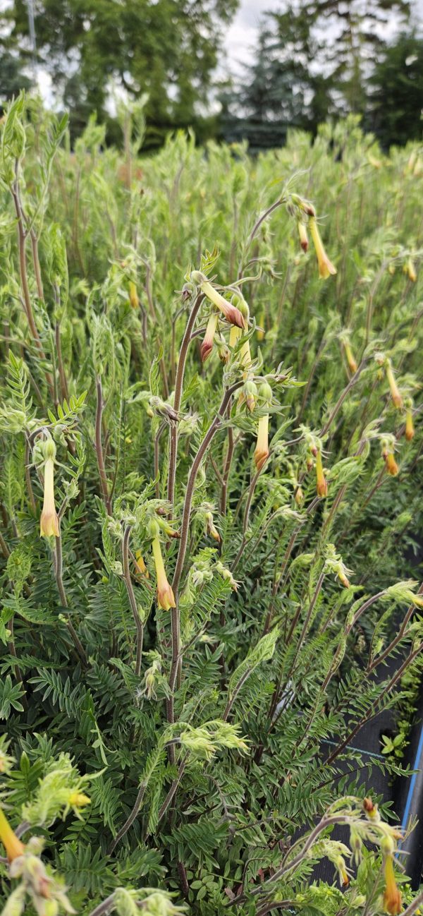 Polemonium pauciflorum