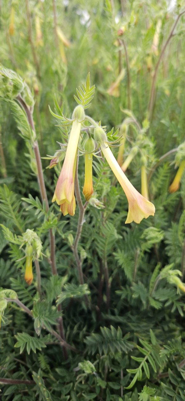 Polemonium pauciflorum