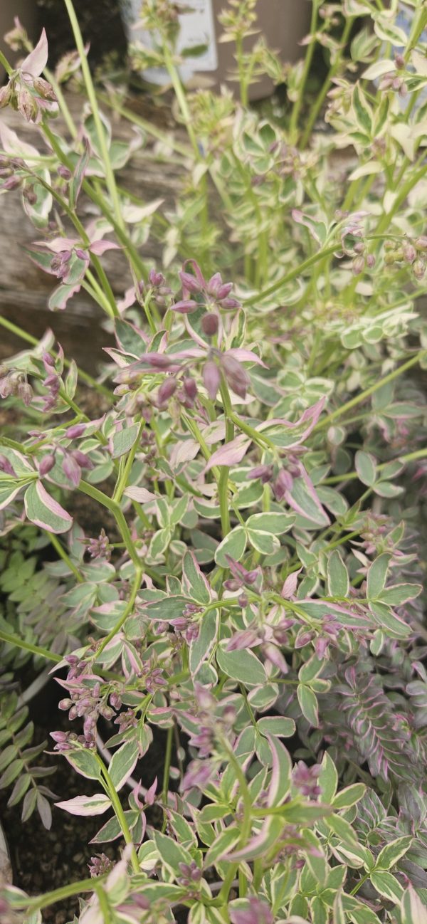 Polemonium reptans 'Stairway to Heaven'