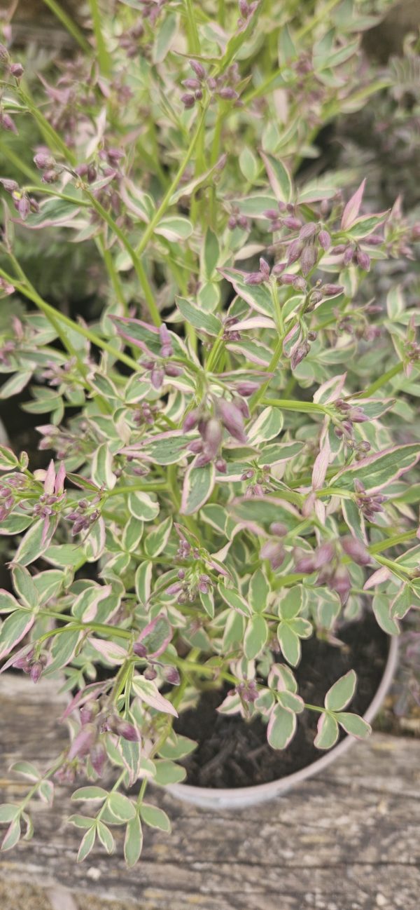 Polemonium reptans 'Stairway to Heaven'