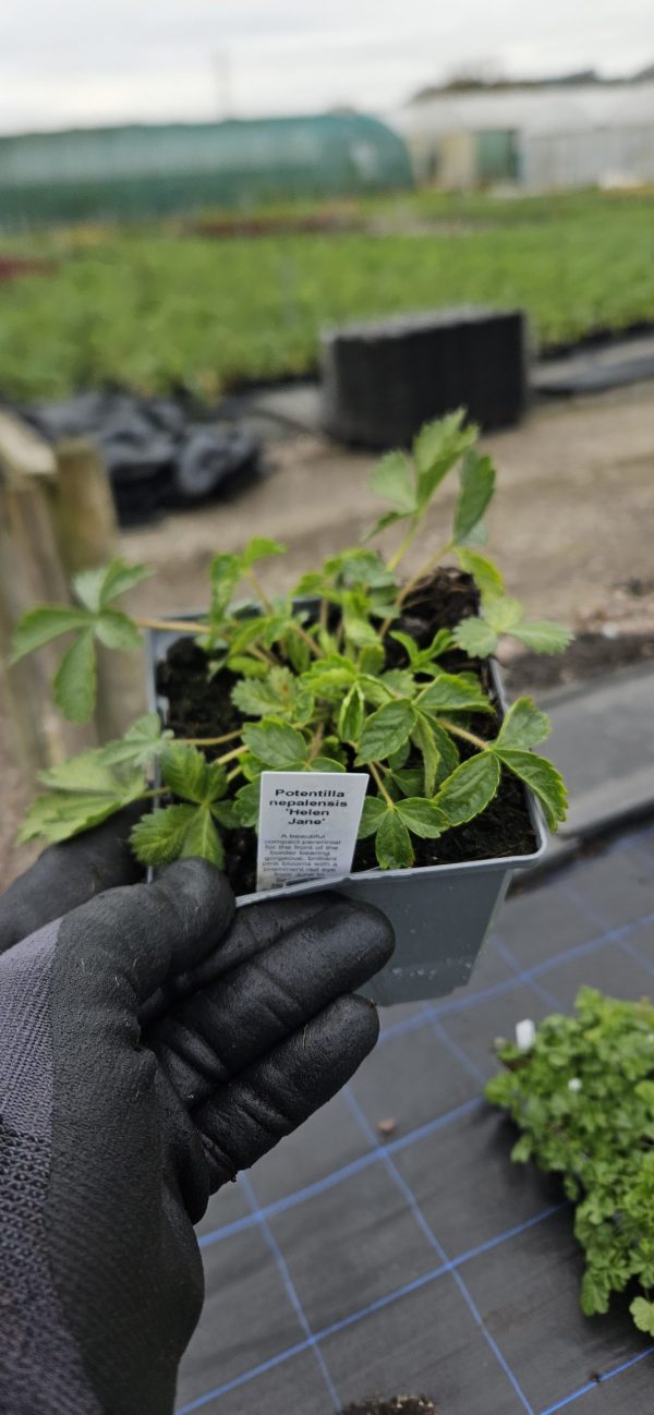 Potentilla nepalensis 'Helen Jane' 2 Potentilla nepalensis 'Helen Jane'
