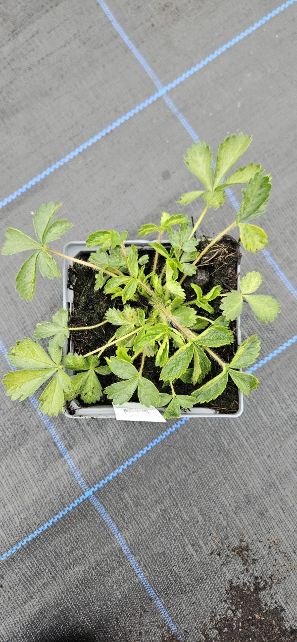 Potentilla nepalensis 'Helen Jane' Potentilla nepalensis 'Helen Jane'