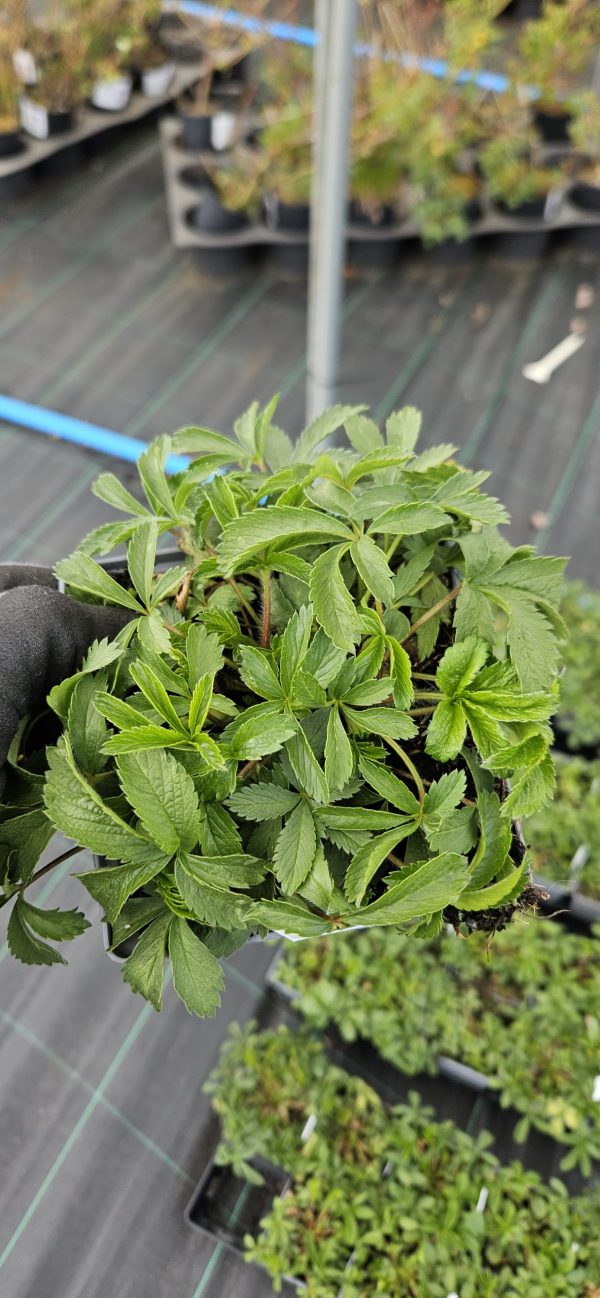 Potentilla nepalensis 'Ron McBeath'