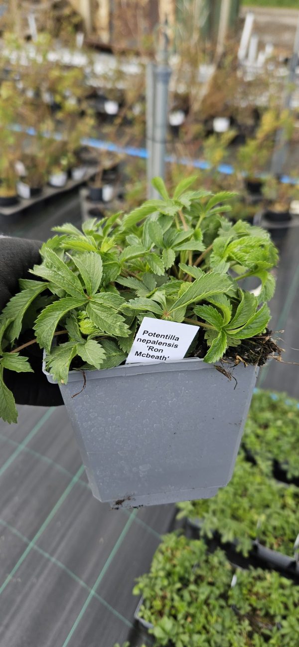 Potentilla nepalensis 'Ron McBeath'
