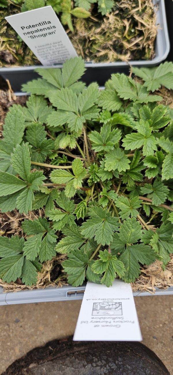 Potentilla nepalensis 'Shogran'