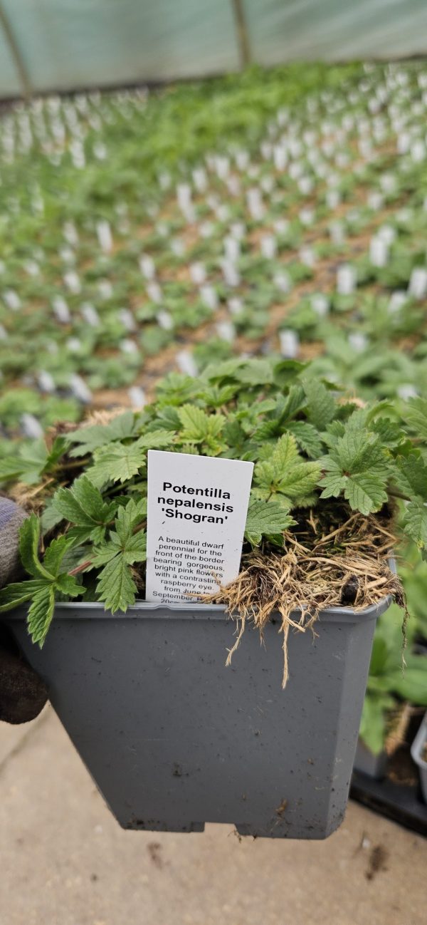 Potentilla nepalensis 'Shogran'