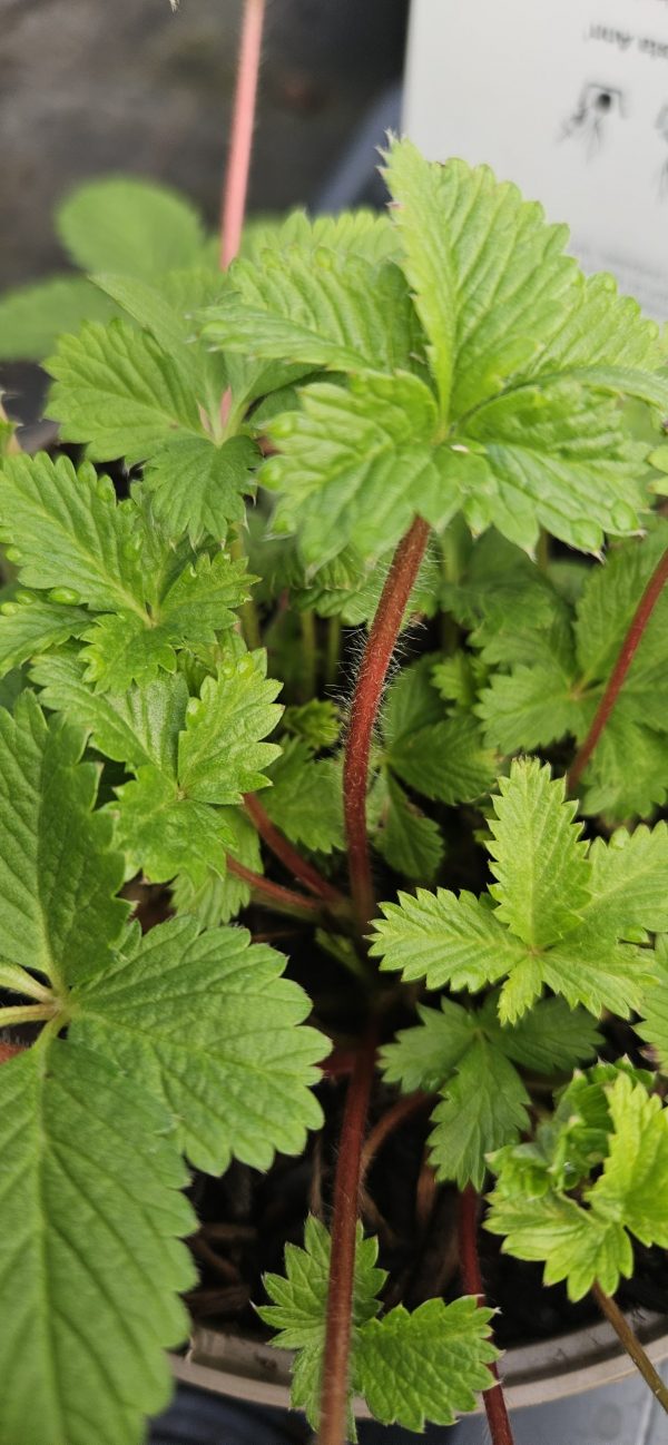 Potentilla × hopwoodiana