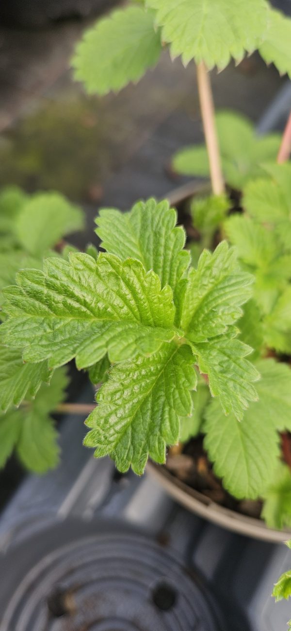 Potentilla × hopwoodiana