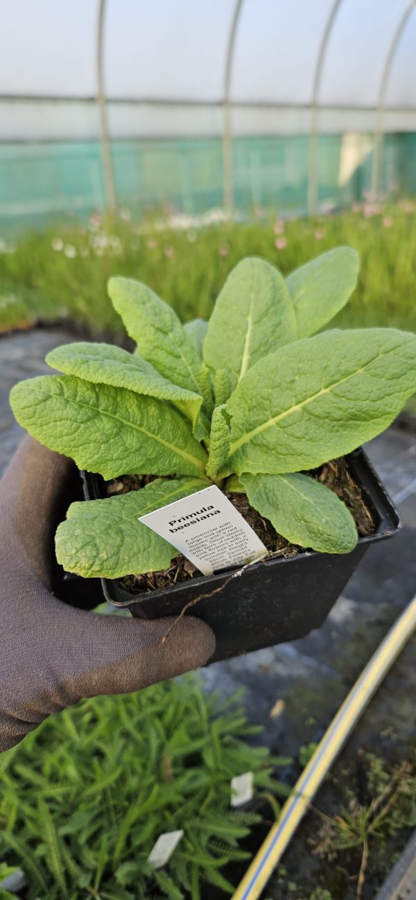 Primula beesiana Primula beesiana