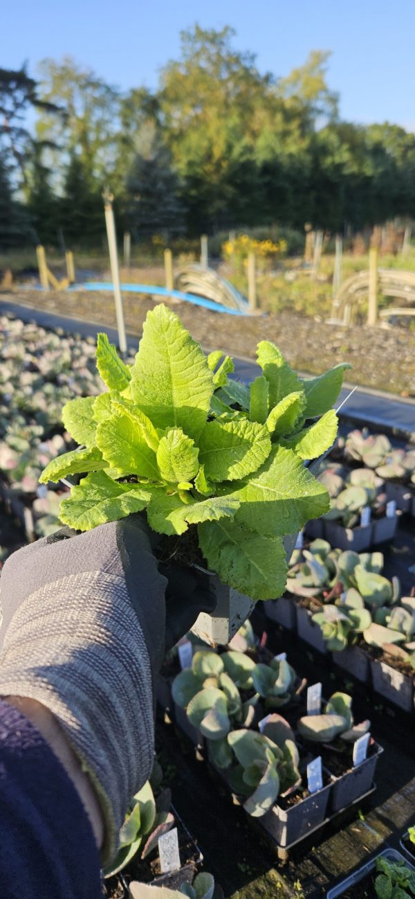 Primula denticulata 'Prom White' Primula denticulata 'Prom White'