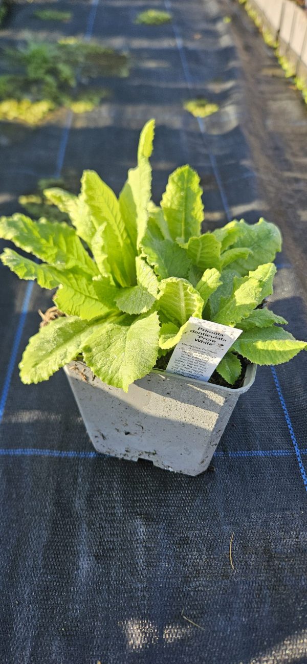 Primula denticulata 'Prom White' 3 Primula denticulata 'Prom White'