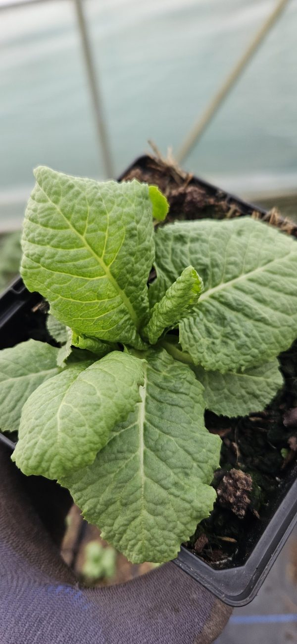 Primula japonica 'Apple Blossom' Primula japonica 'Apple Blossom'