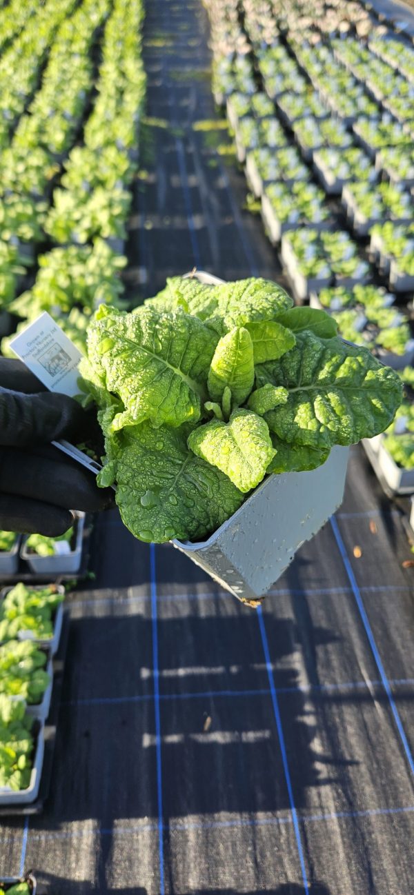Primula veris 'Golden Yellow'