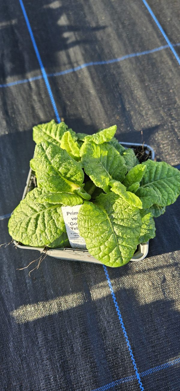 Primula veris 'Golden Yellow'