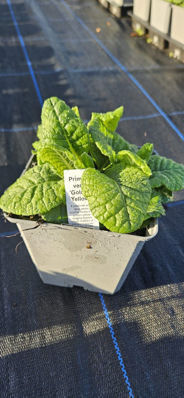 Primula veris 'Golden Yellow'